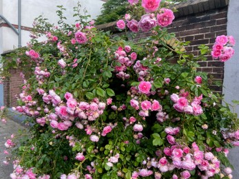 Bush with beautiful pink roses blooming on city street