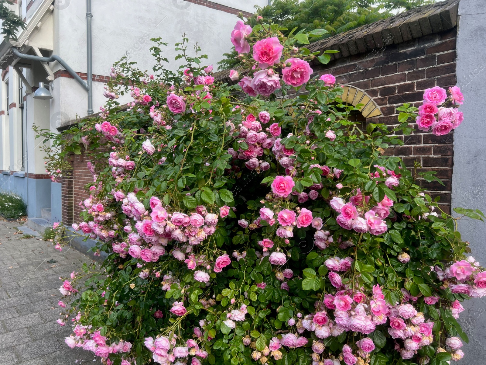 Photo of Bush with beautiful pink roses blooming on city street