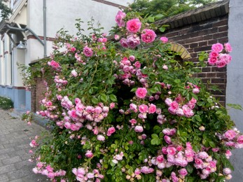 Photo of Bush with beautiful pink roses blooming on city street