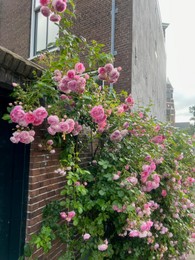 Bush with beautiful pink roses blooming on city street