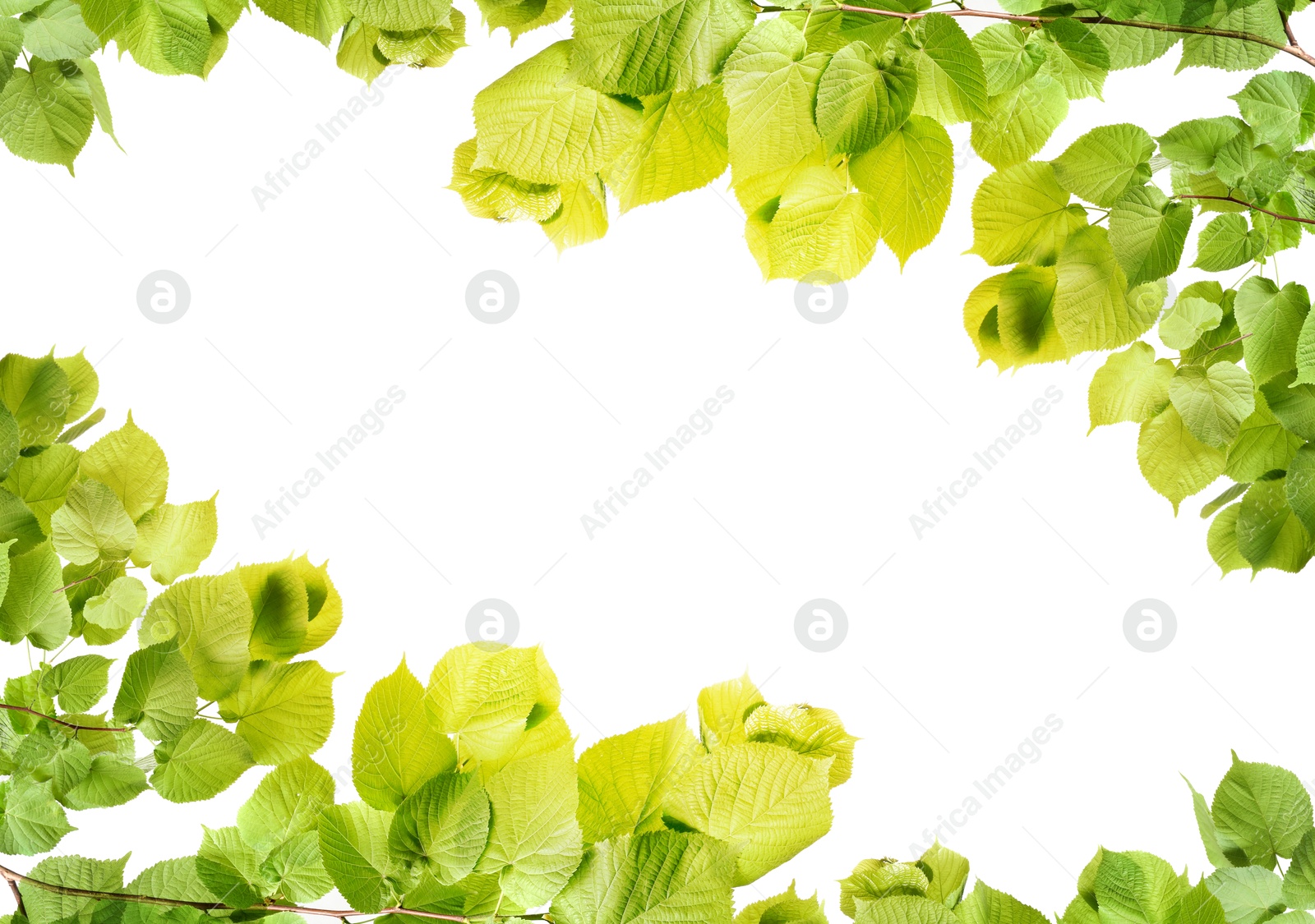 Image of Frame made of tree branches with green leaves isolated on white