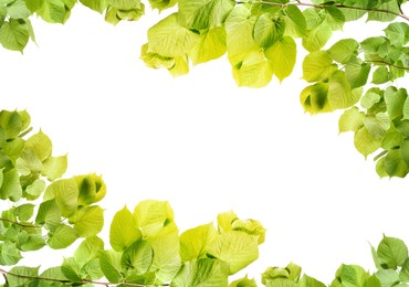 Frame made of tree branches with green leaves isolated on white