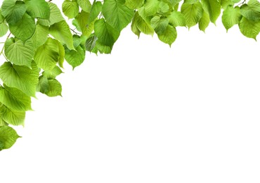 Border made of tree branches with green leaves isolated on white