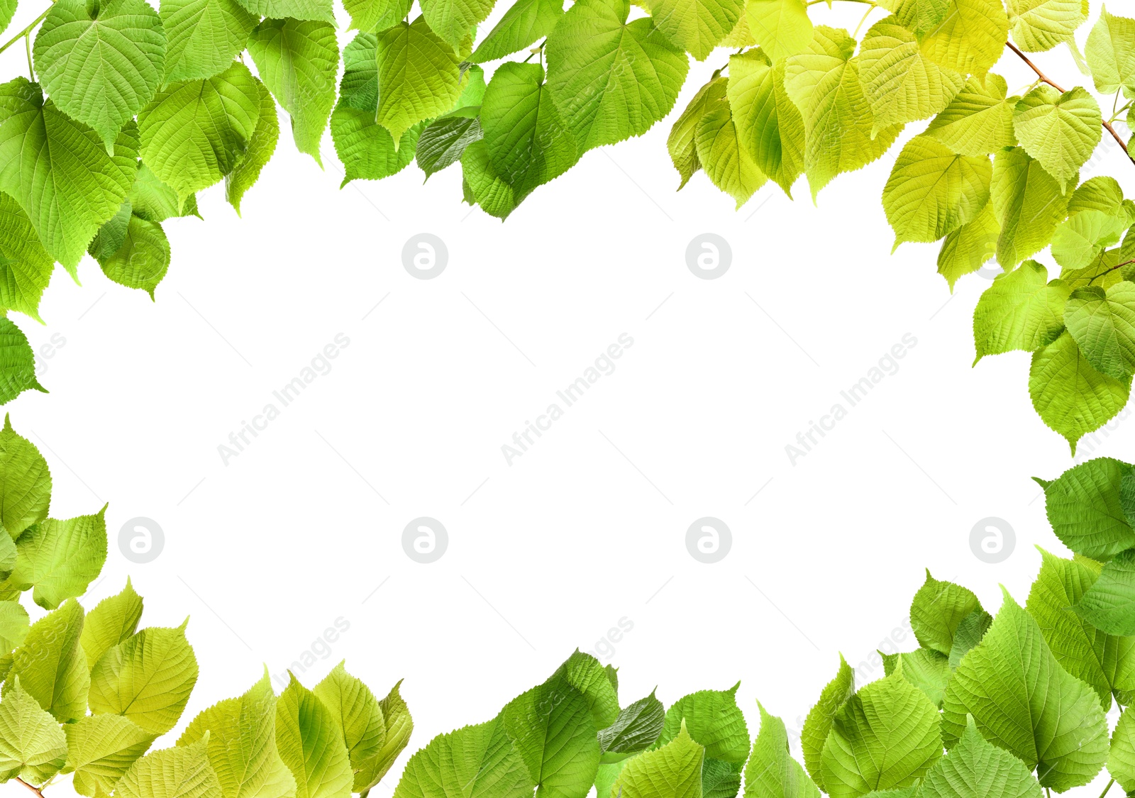 Image of Frame made of tree branches with green leaves isolated on white