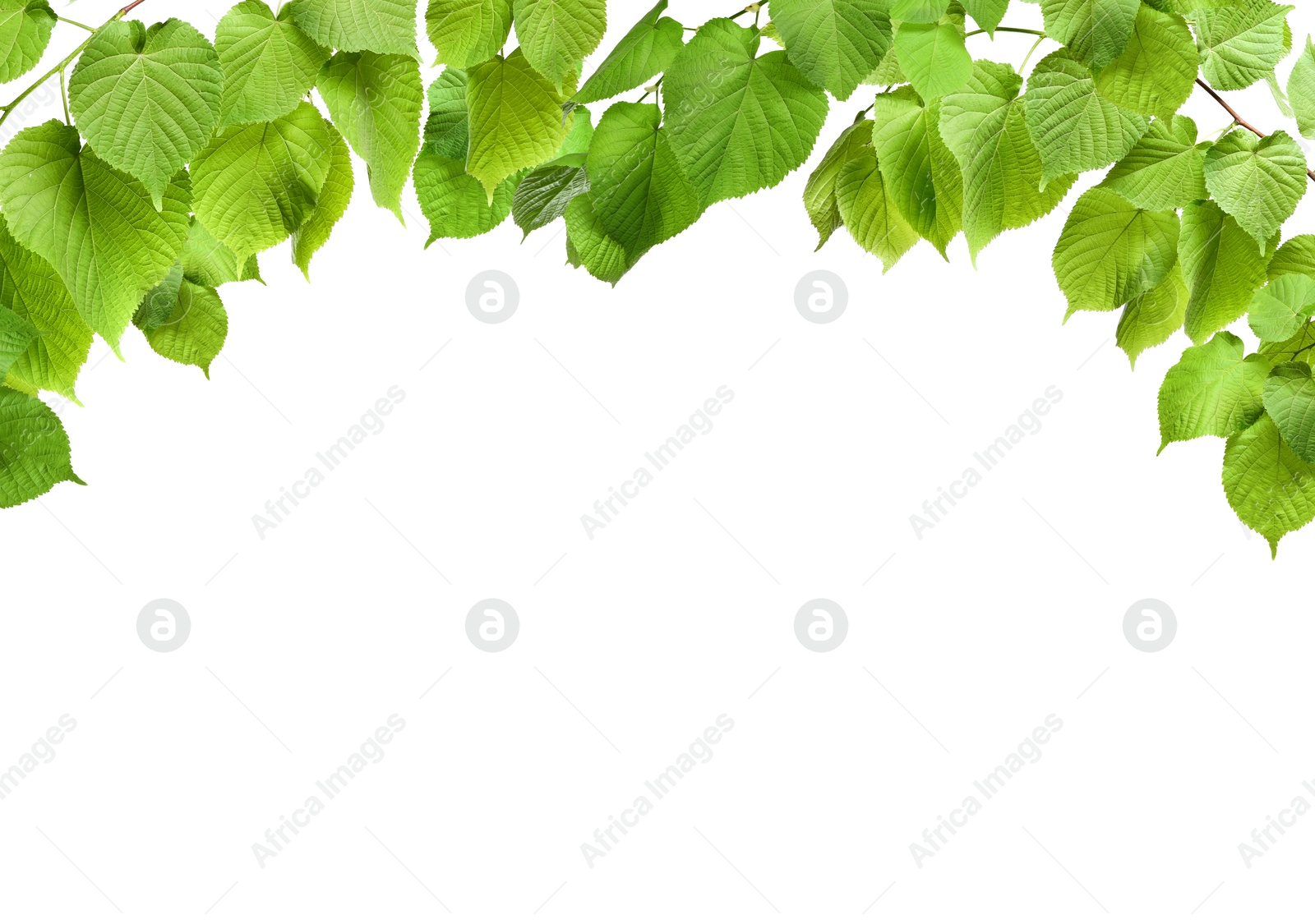 Image of Border made of tree branches with green leaves isolated on white