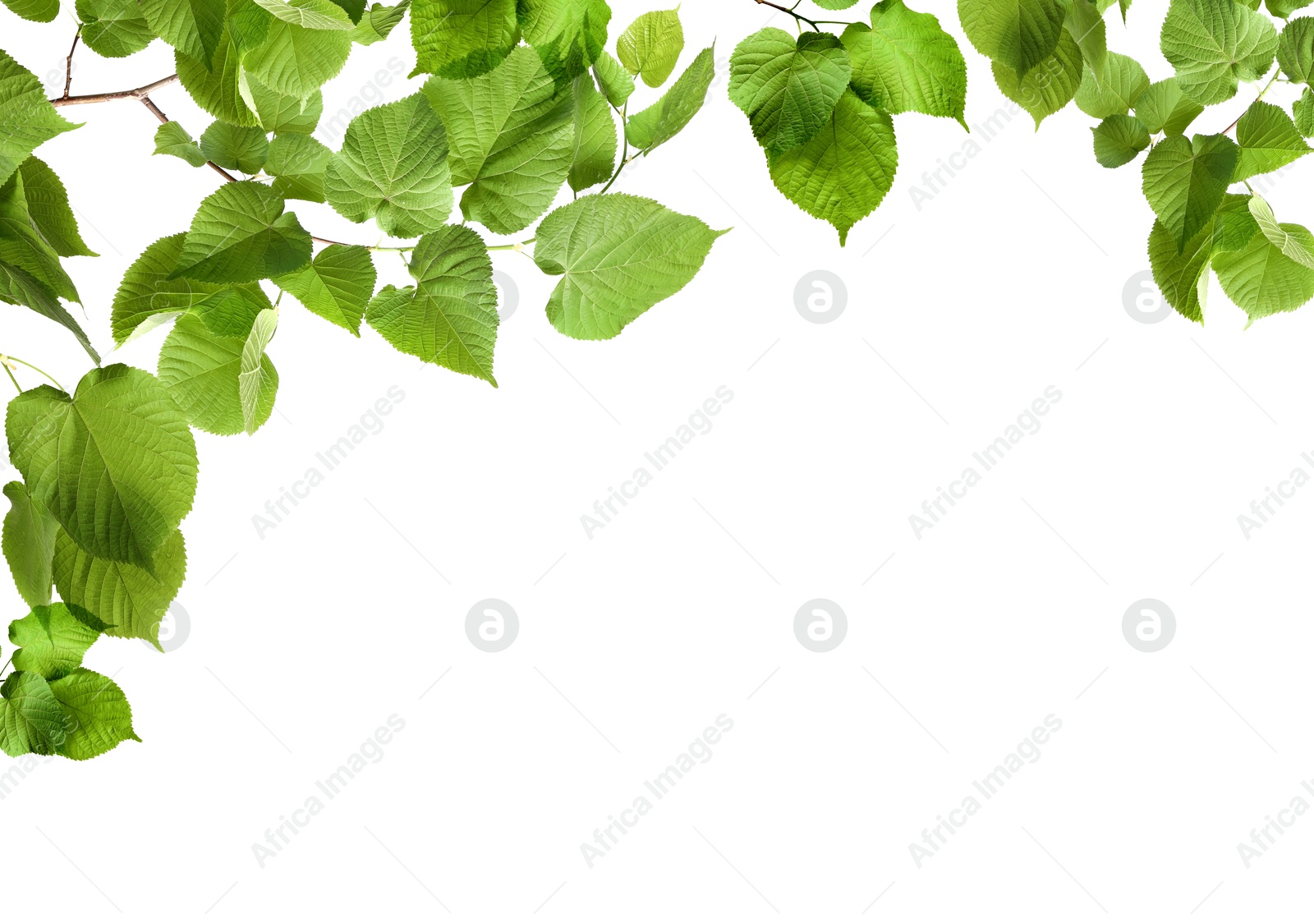 Image of Border made of tree branches with green leaves isolated on white