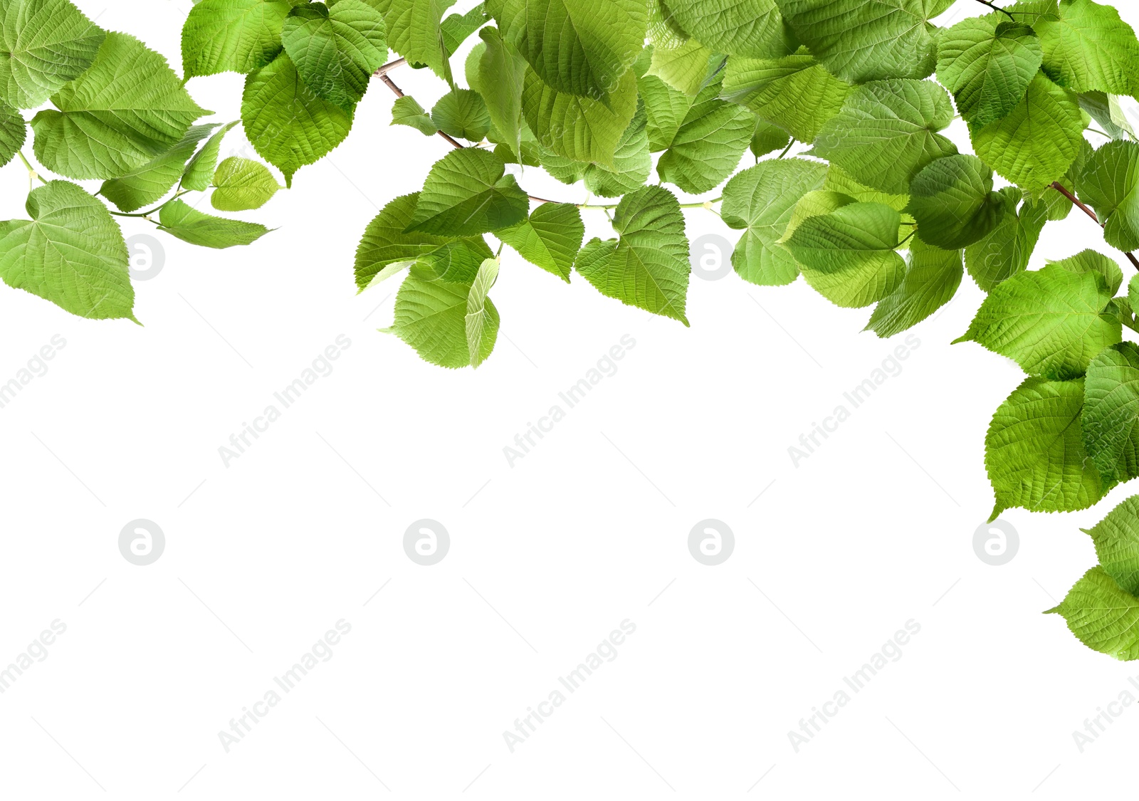 Image of Border made of tree branches with green leaves isolated on white