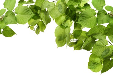 Image of Border made of tree branches with green leaves isolated on white