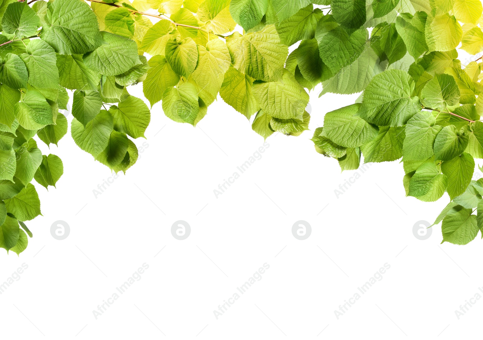 Image of Border made of tree branches with green leaves isolated on white