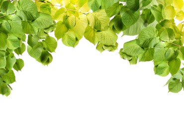 Image of Border made of tree branches with green leaves isolated on white