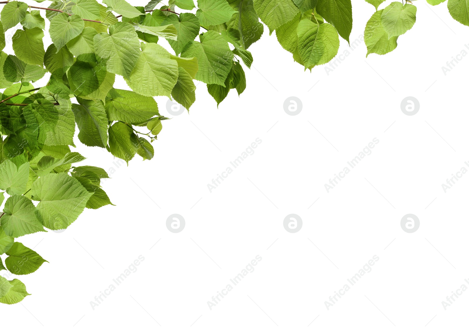 Image of Border made of tree branches with green leaves isolated on white