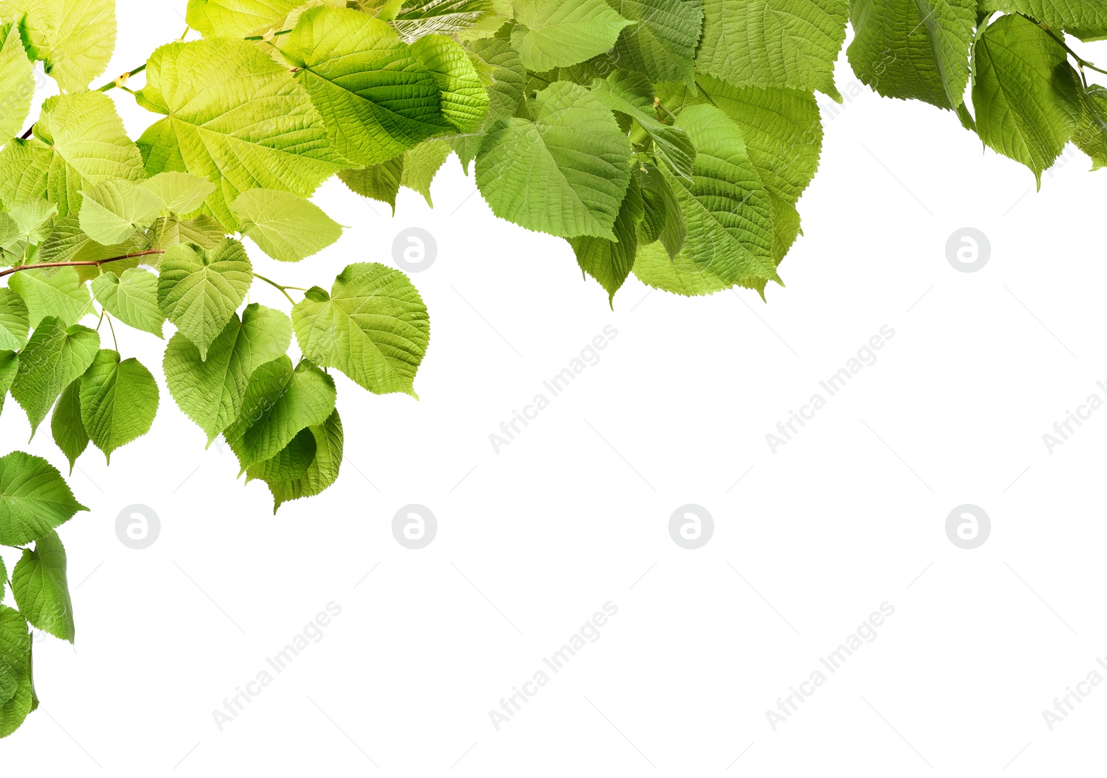 Image of Border made of tree branches with green leaves isolated on white