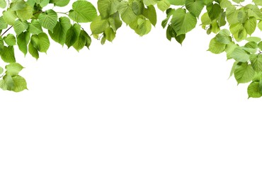 Image of Border made of tree branches with green leaves isolated on white