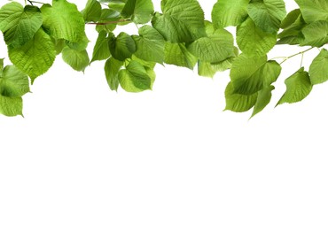 Border made of tree branches with green leaves isolated on white