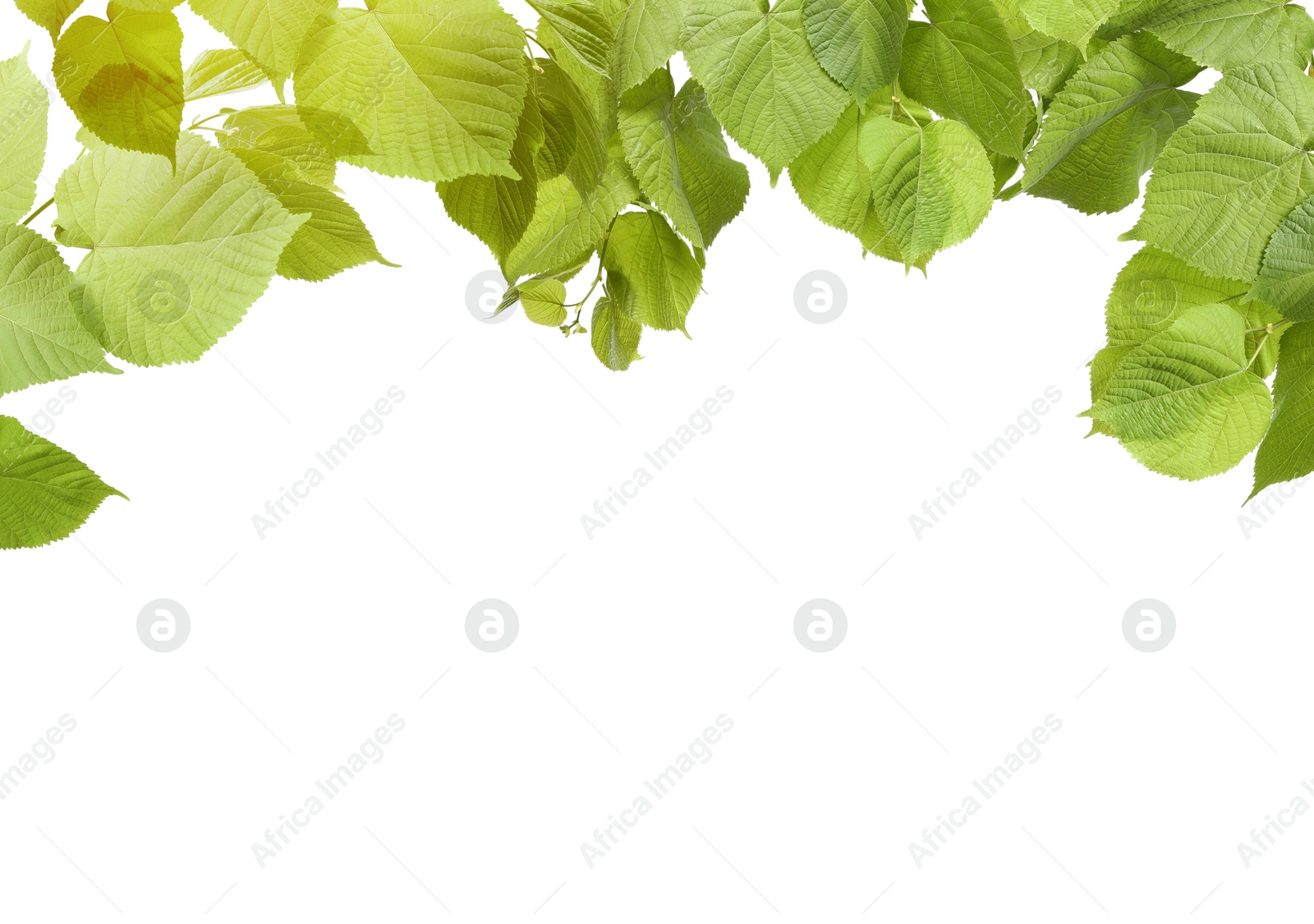 Image of Border made of tree branches with green leaves isolated on white