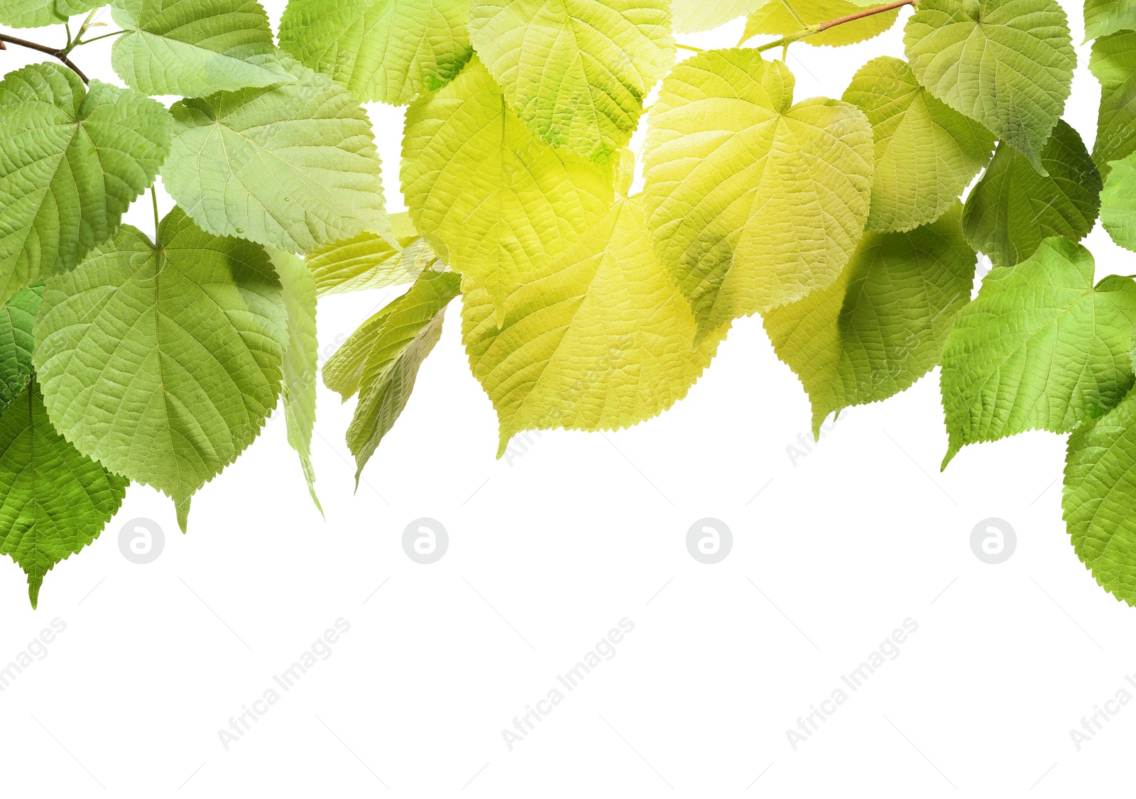 Image of Border made of tree branches with green leaves isolated on white