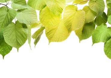 Image of Border made of tree branches with green leaves isolated on white