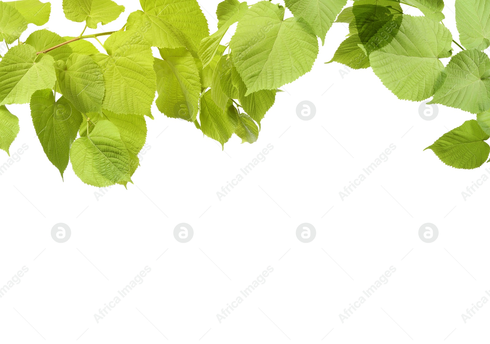 Image of Border made of tree branches with green leaves isolated on white