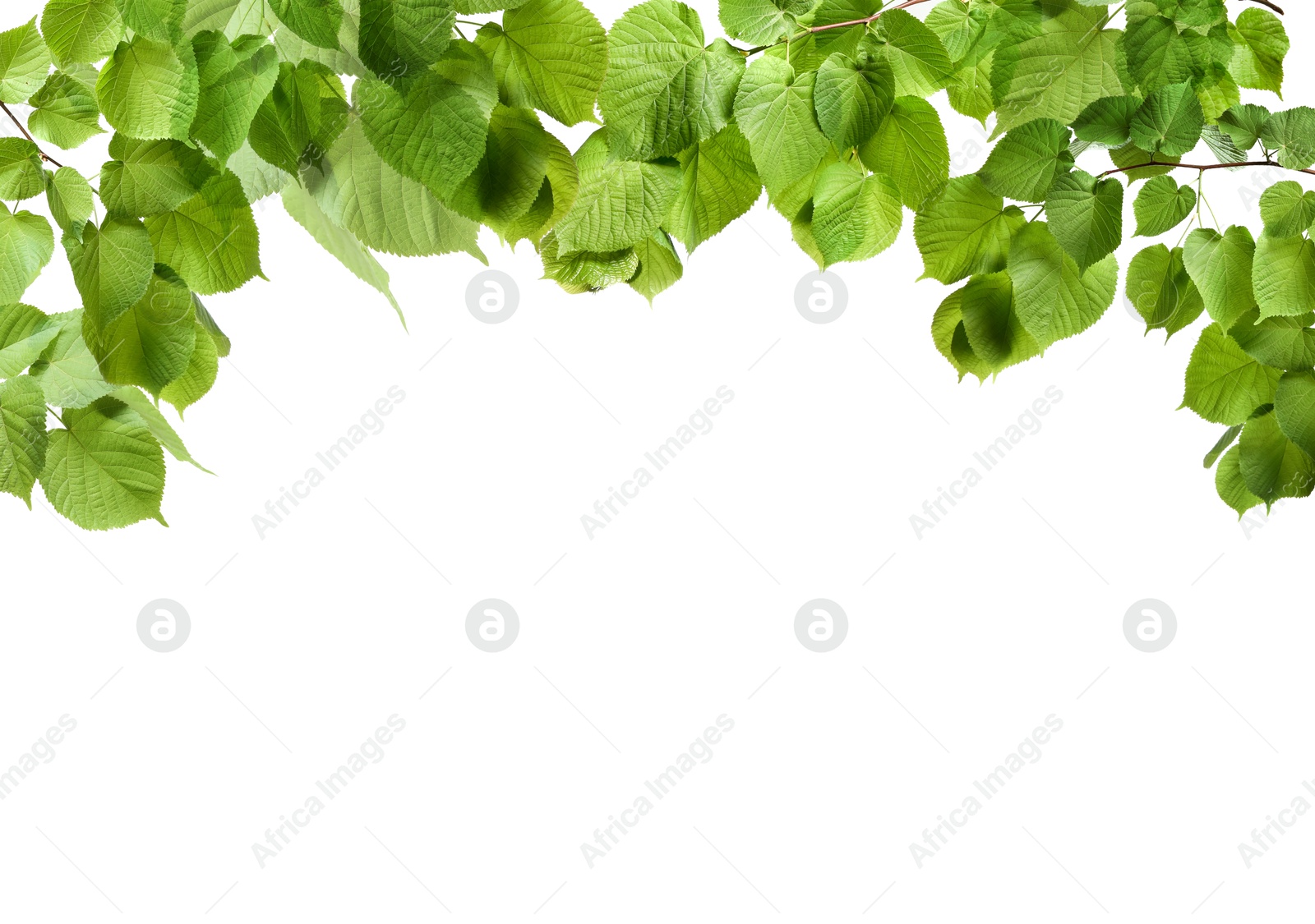 Image of Border made of tree branches with green leaves isolated on white