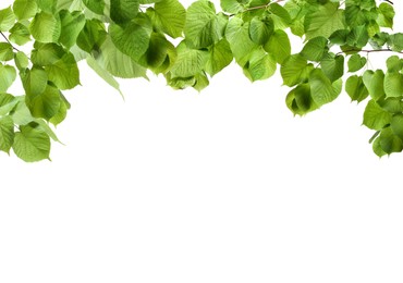 Border made of tree branches with green leaves isolated on white