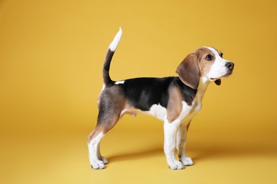 Photo of Cute Beagle puppy on yellow background. Adorable pet