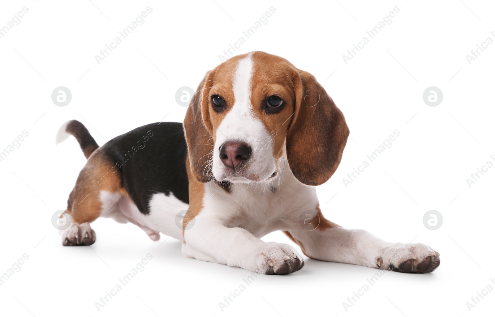 Photo of Cute Beagle puppy on white background. Adorable pet