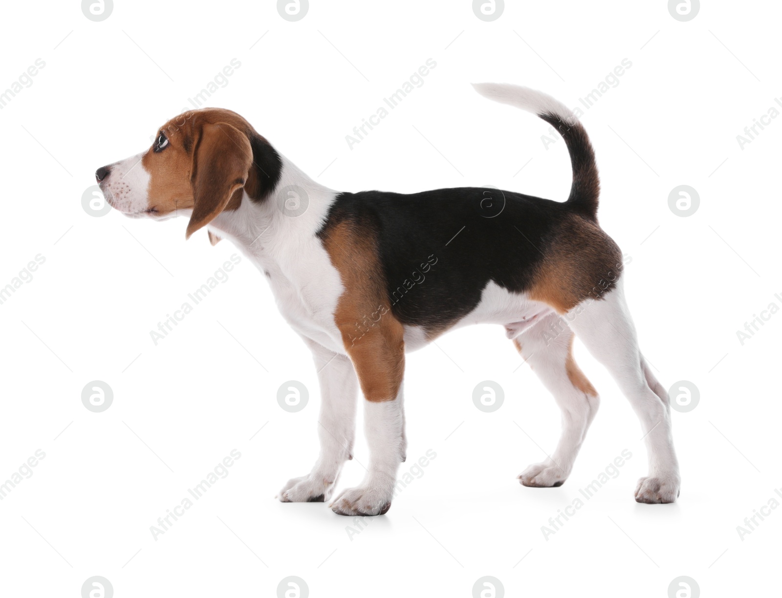 Photo of Cute Beagle puppy on white background. Adorable pet