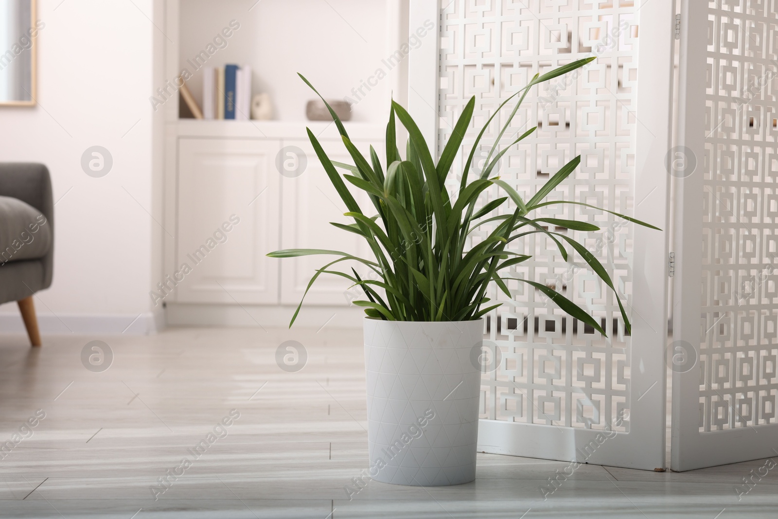 Photo of White folding screen and green houseplant in living room