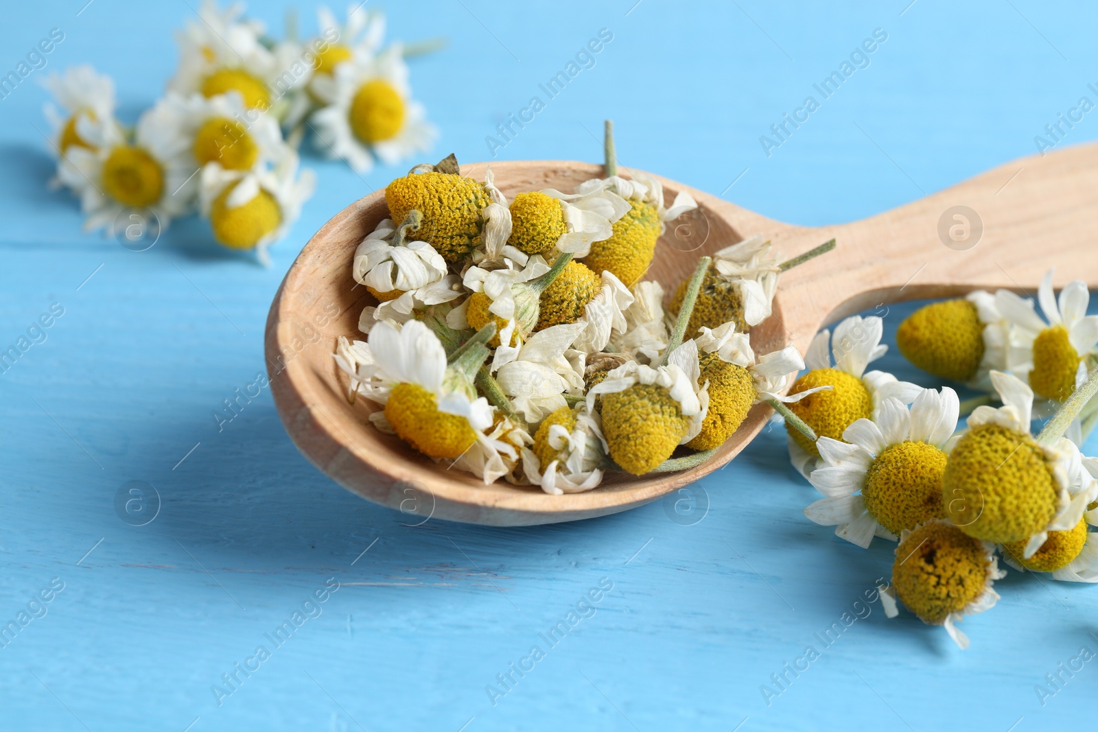 Photo of Dry and fresh chamomile flowers in spoon on light blue wooden table, closeup