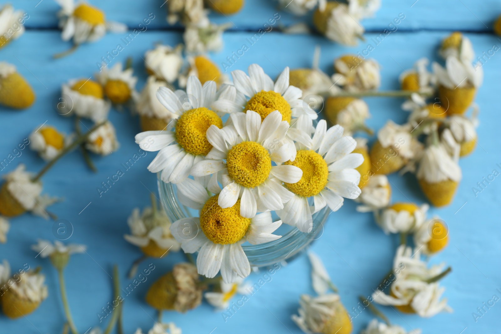 Photo of Chamomile flowers in glass jar on light blue table, closeup