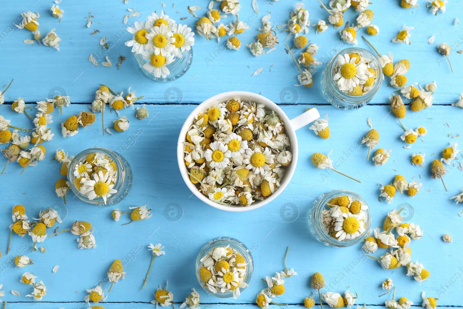 Photo of Dry and fresh chamomile flowers on light blue wooden table, flat lay