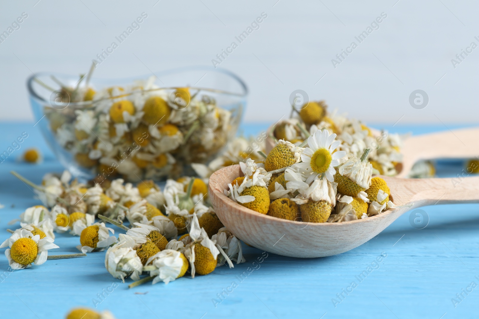 Photo of Dry and fresh chamomile flowers on light blue wooden table, closeup