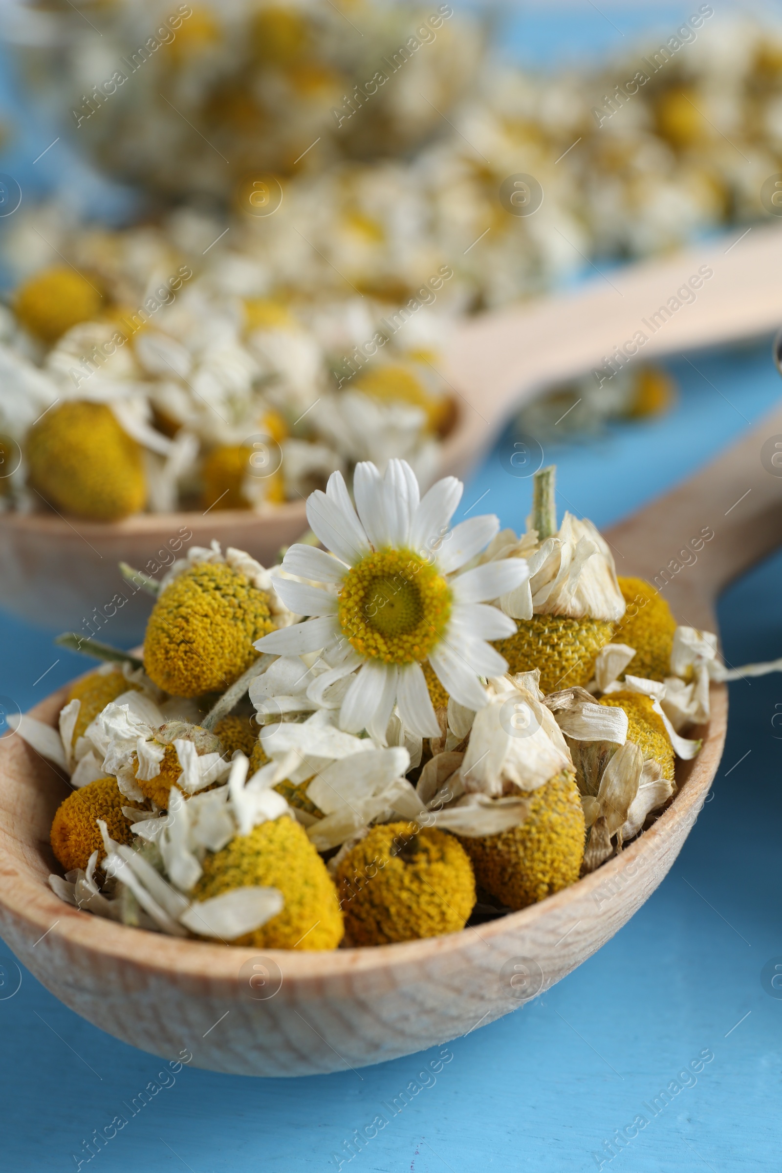 Photo of Dry and fresh chamomile flowers in spoon on light blue table, closeup