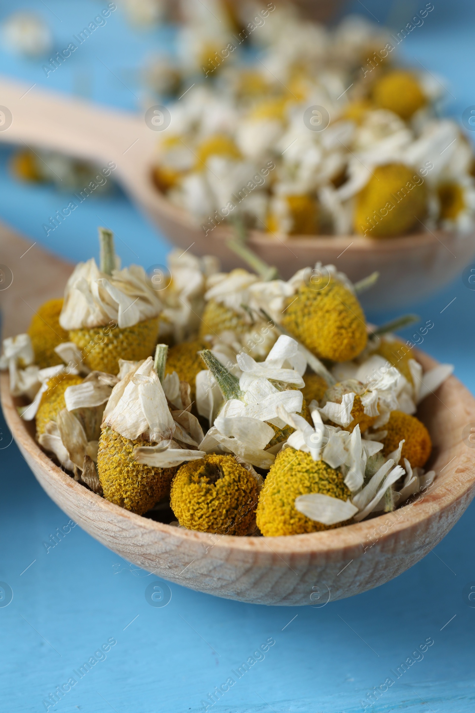 Photo of Chamomile flowers in spoon on light blue table, closeup