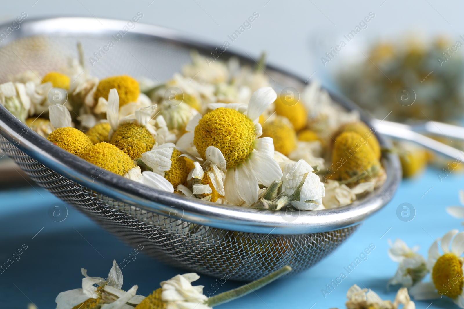 Photo of Dry and fresh chamomile flowers in sieve on light blue table, closeup