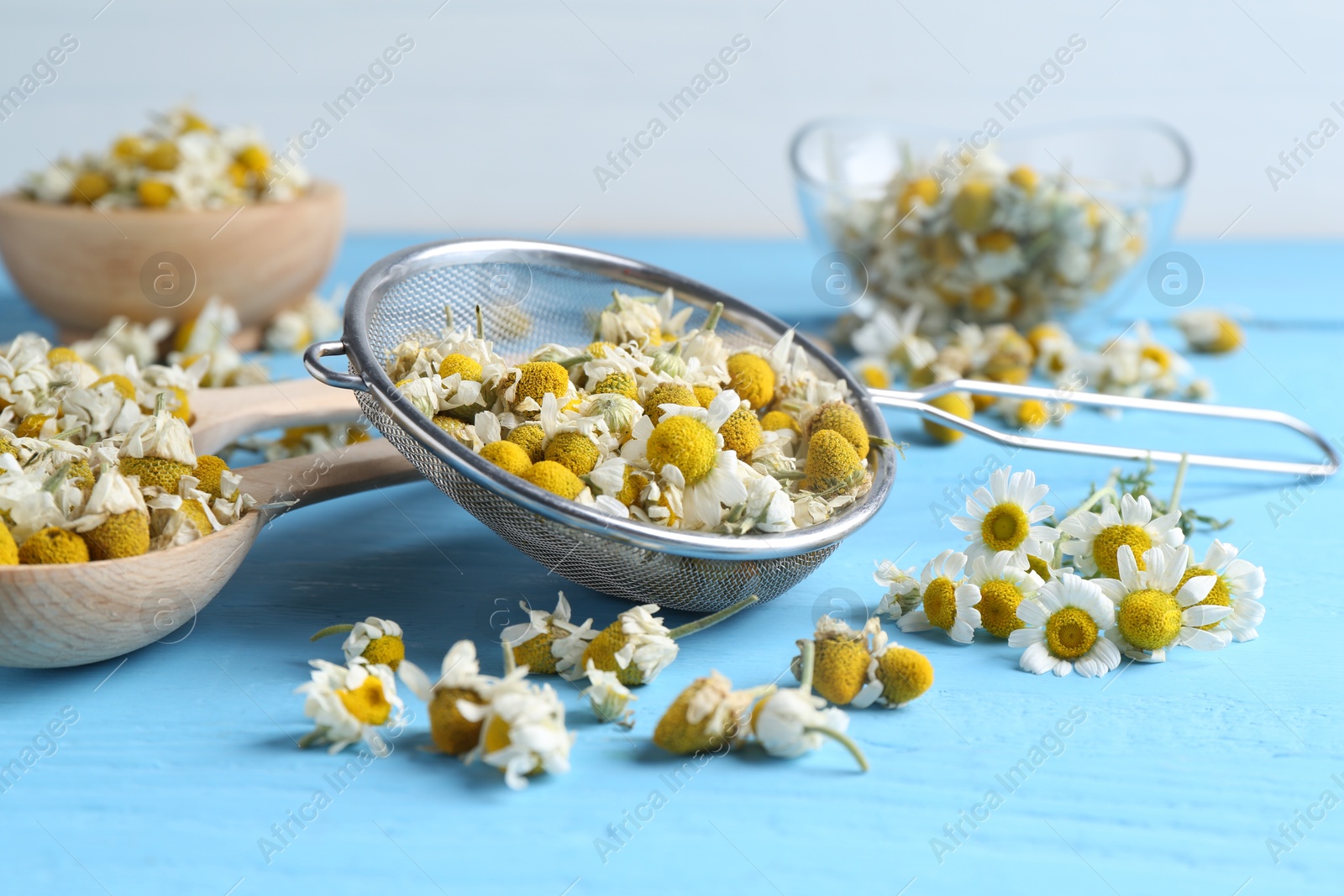 Photo of Dry and fresh chamomile flowers on light blue wooden table