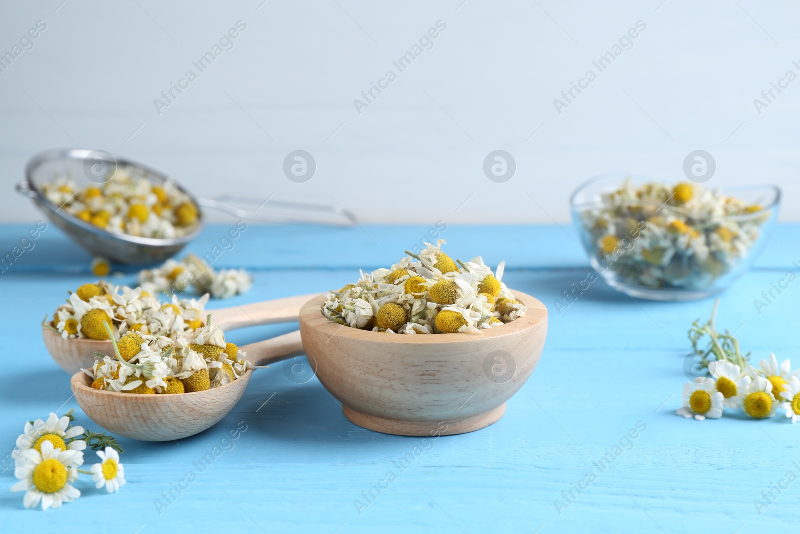 Photo of Dry and fresh chamomile flowers on light blue wooden table