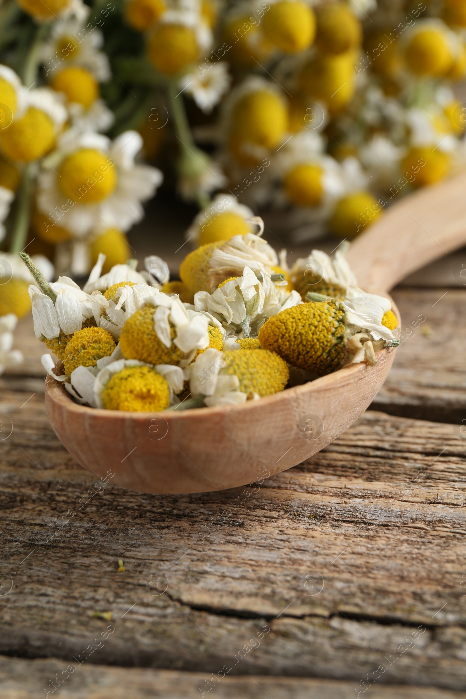 Photo of Chamomile flowers in spoon on wooden table, closeup