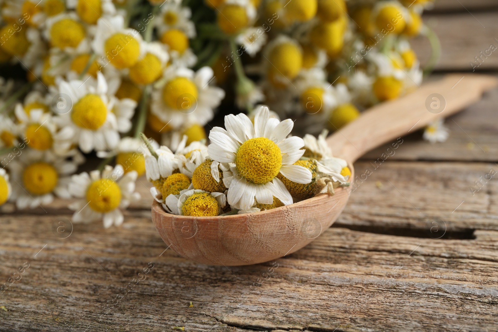 Photo of Dry and fresh chamomile flowers in spoon on wooden table, closeup