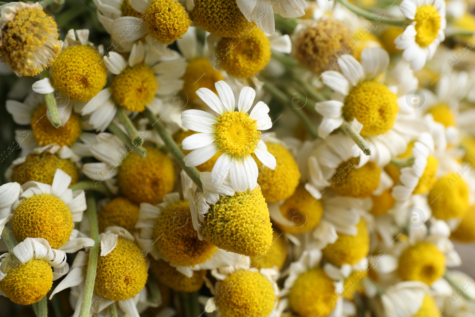 Photo of Dry and fresh chamomile flowers as background, closeup