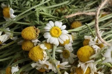 Photo of Dry and fresh chamomile flowers as background, closeup