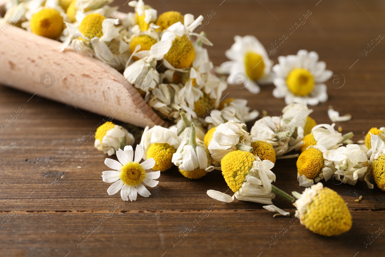 Photo of Dry and fresh chamomile flowers with scoop on wooden table, closeup