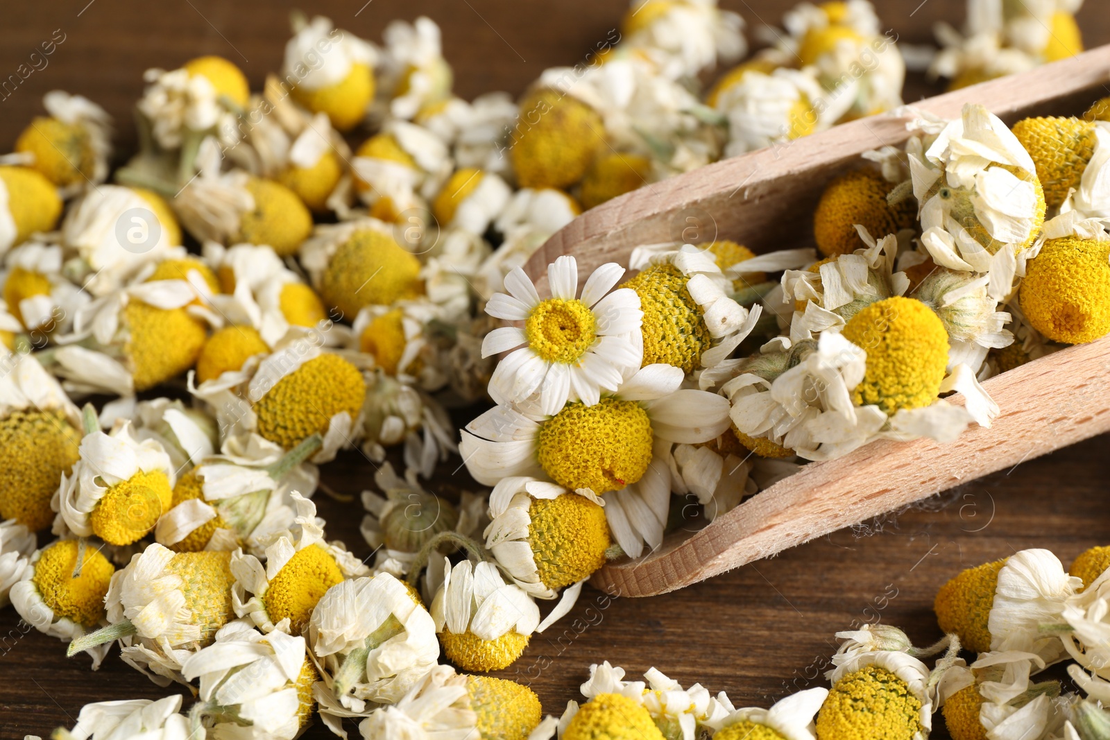 Photo of Dry and fresh chamomile flowers with scoop on wooden table, closeup