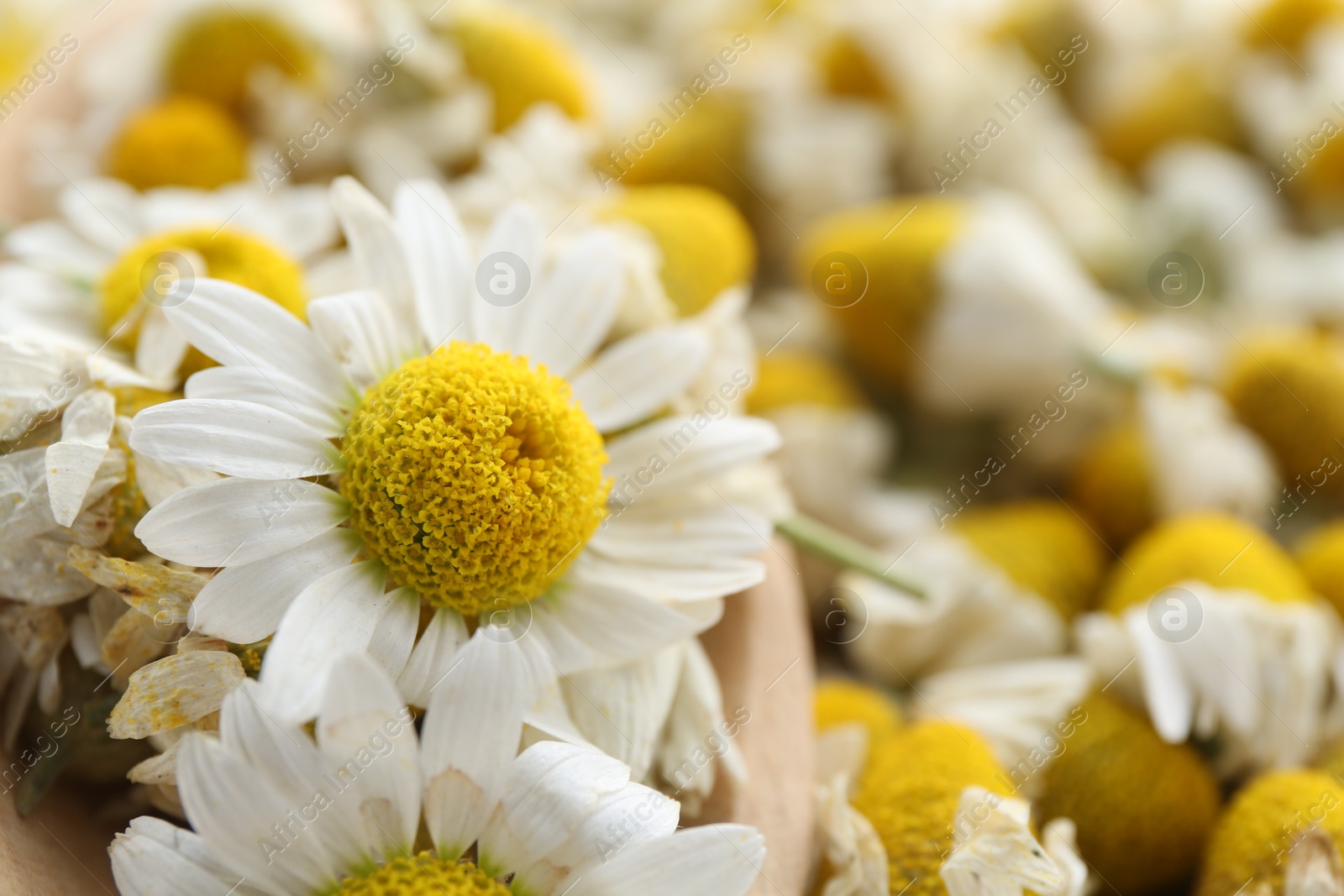 Photo of Fresh and dry chamomile flowers, closeup view