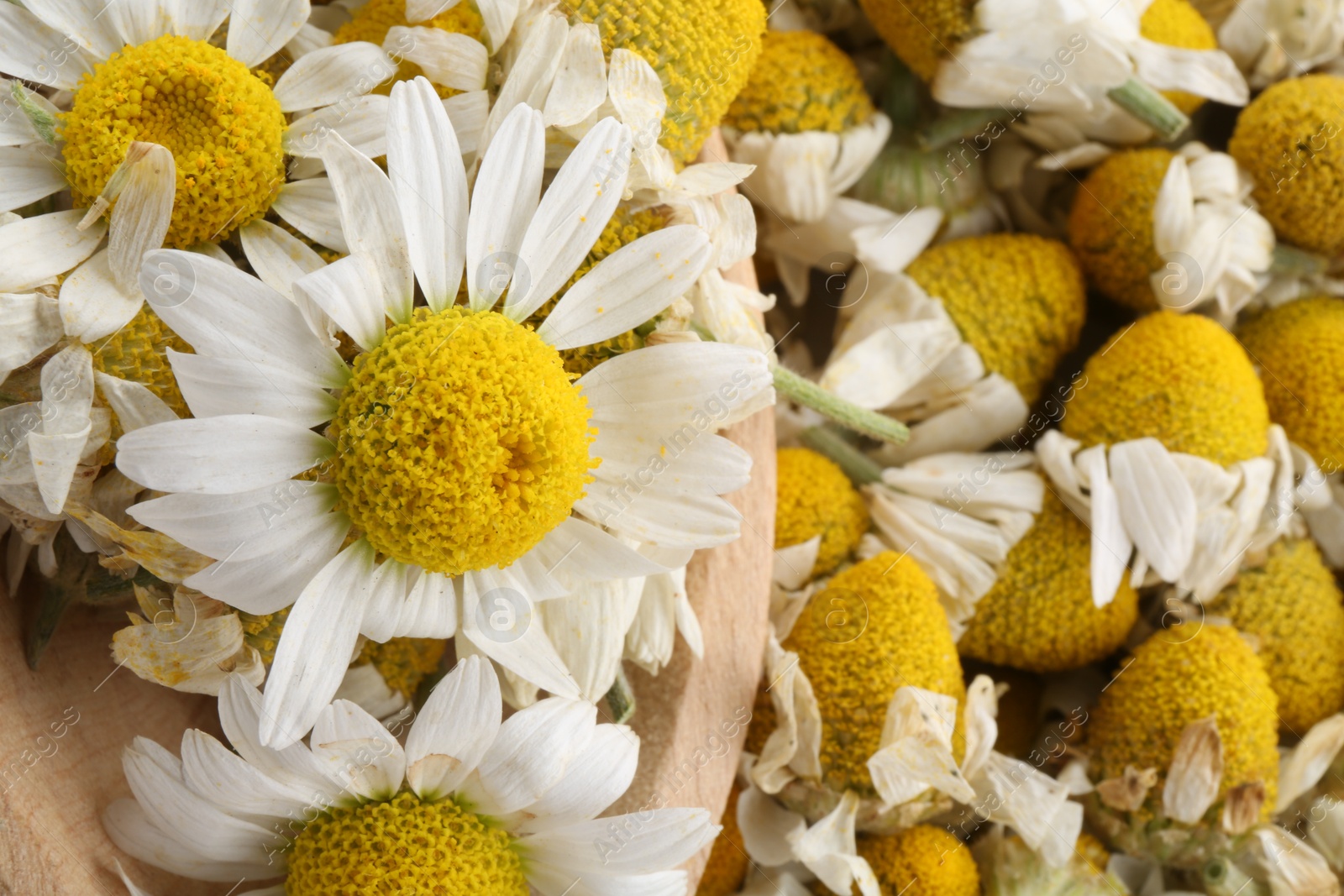 Photo of Wooden spoon on fresh and dry chamomile flowers, closeup