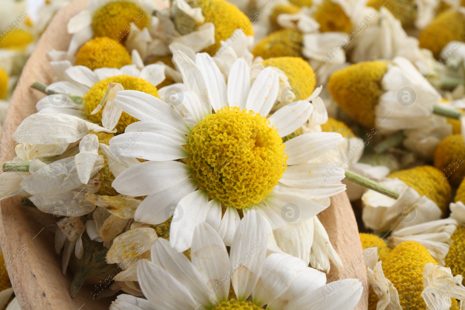 Photo of Wooden spoon on fresh and dry chamomile flowers, closeup