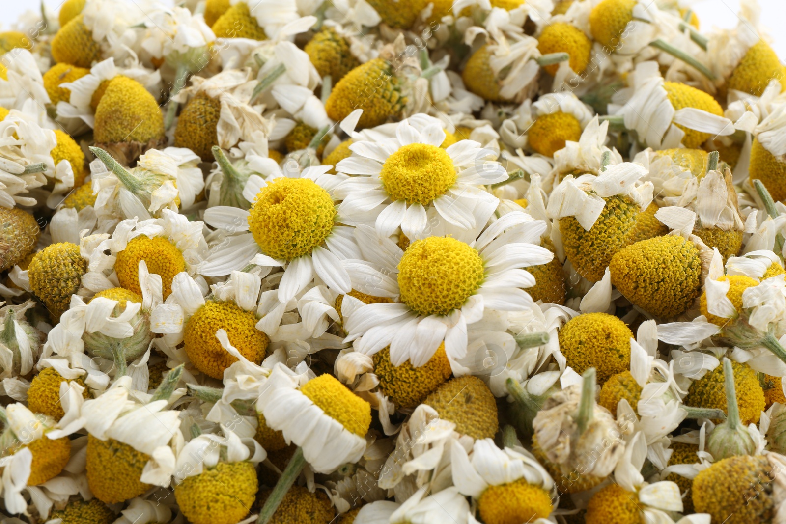 Photo of Fresh and dry chamomile flowers as background, closeup