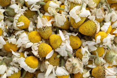 Photo of Natural chamomile flowers as background, top view