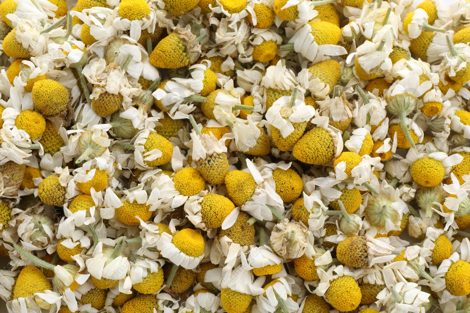 Photo of Natural chamomile flowers as background, top view