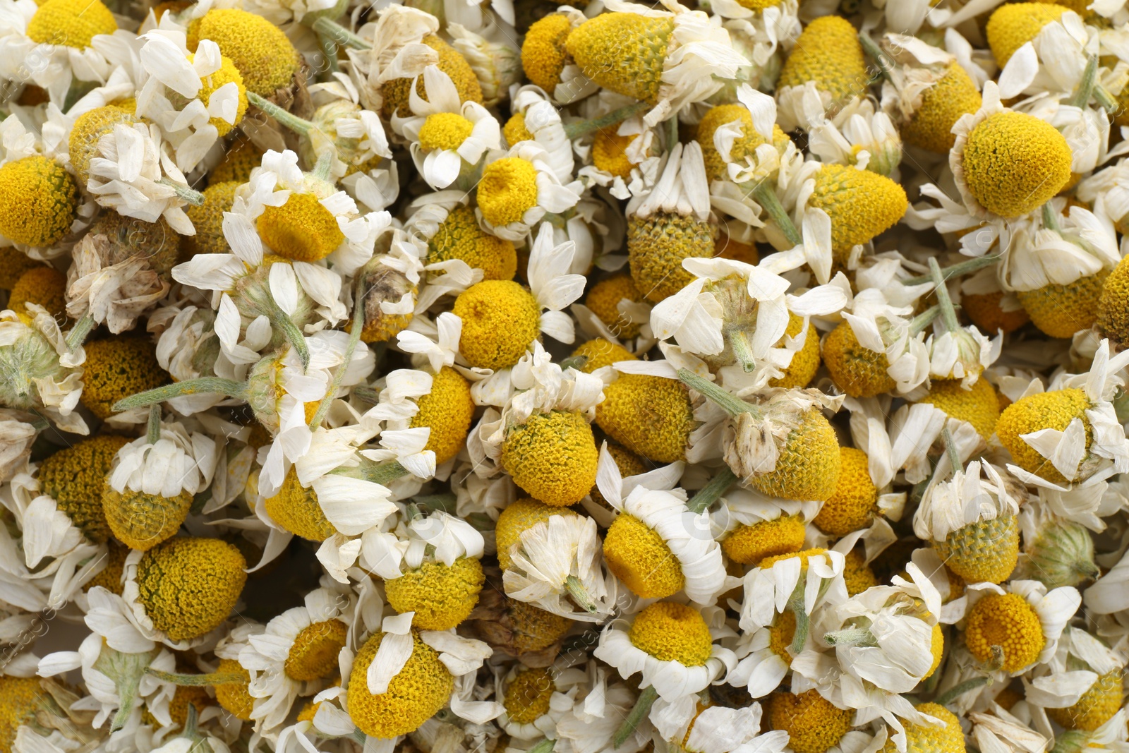 Photo of Natural chamomile flowers as background, top view